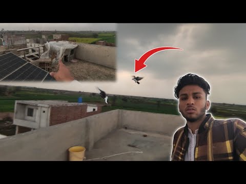 pigeons Na Boht Tang Kiya 🥲| Barish aagyii 🌧️