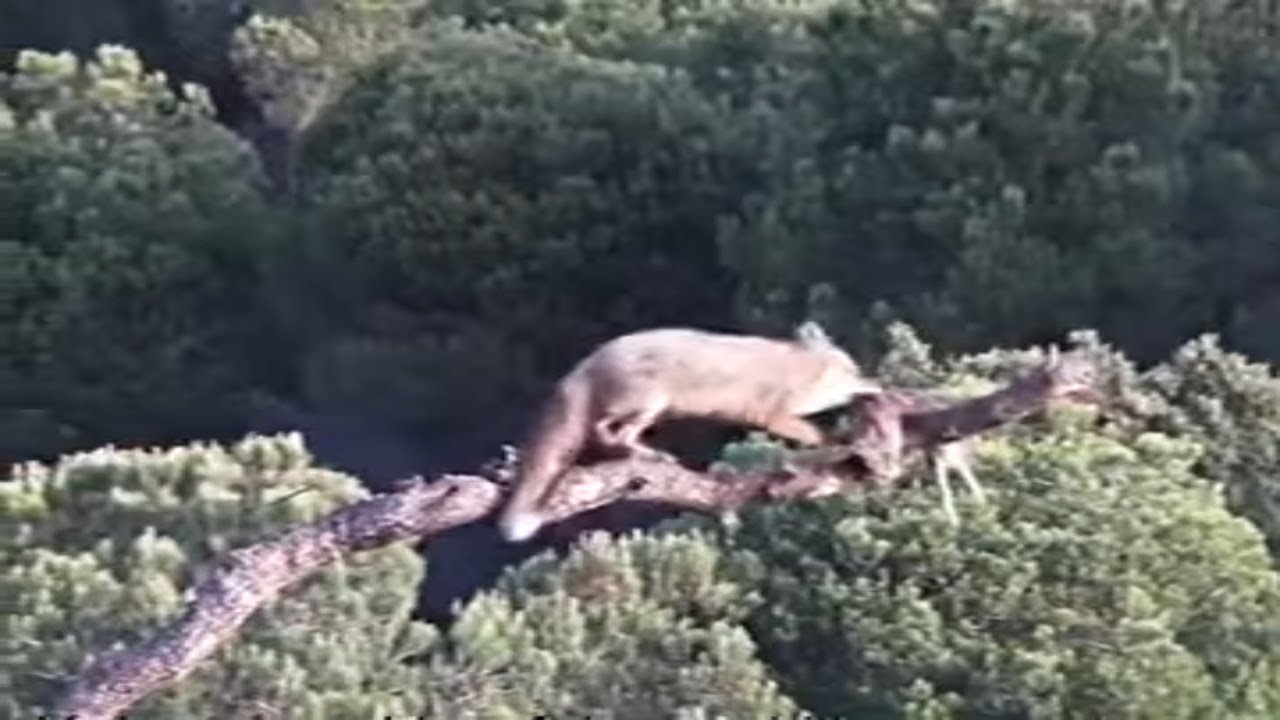 The Most Amazing Wildlife Animals Hunts Caught On Camera! YouTube