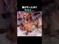 誰がやったの?叱ると....