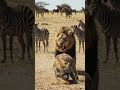 ٩ مايو ٢٠٢٦ #wildlife #animals #animalworld #اهميه #lion #المراه #cute