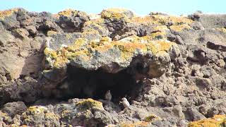 Trumpeter Finches, Montaña San Rafael, Corralejo, Fuerteventura