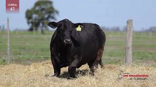 Corral 47 10012