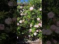 Pink climbing rose