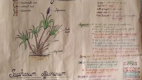 Sugercane chart work for botony practical👍 exam #Bsc 4th sem #apknowledge #shorts #ytshorts #study