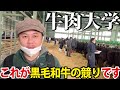 北海道早来市場の黒毛和牛の競り見学！【野外授業編】