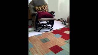 Lily S The Kitten Gives High Five And Fist Bump