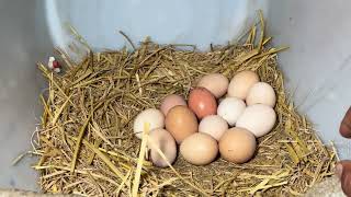 Farm Life | Satisfying with harvesting chicken eggs and duck eggs on the farm