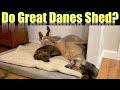 Do Great Danes Shed?