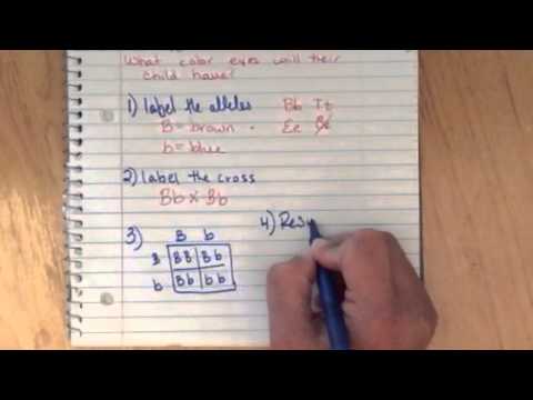 The"4 part method" for solving genetics problems - YouTube