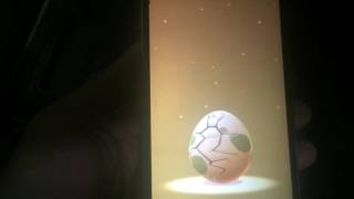 Silly 2Km Egg Hatch I Got Magikarp The Fish Pokemon Go