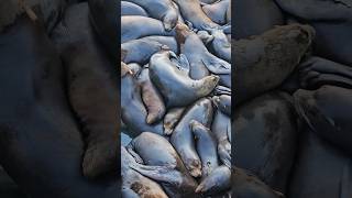 Download Lagu This city built docks for sea lions to cuddle #sealions #oregon #cute MP3