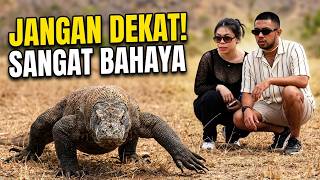 NEKAT DEKETIN KOMODO RAKSASA DI PULAU KOMODO!!!Detik-detik Papasan Langsung Sama Komodo Liar