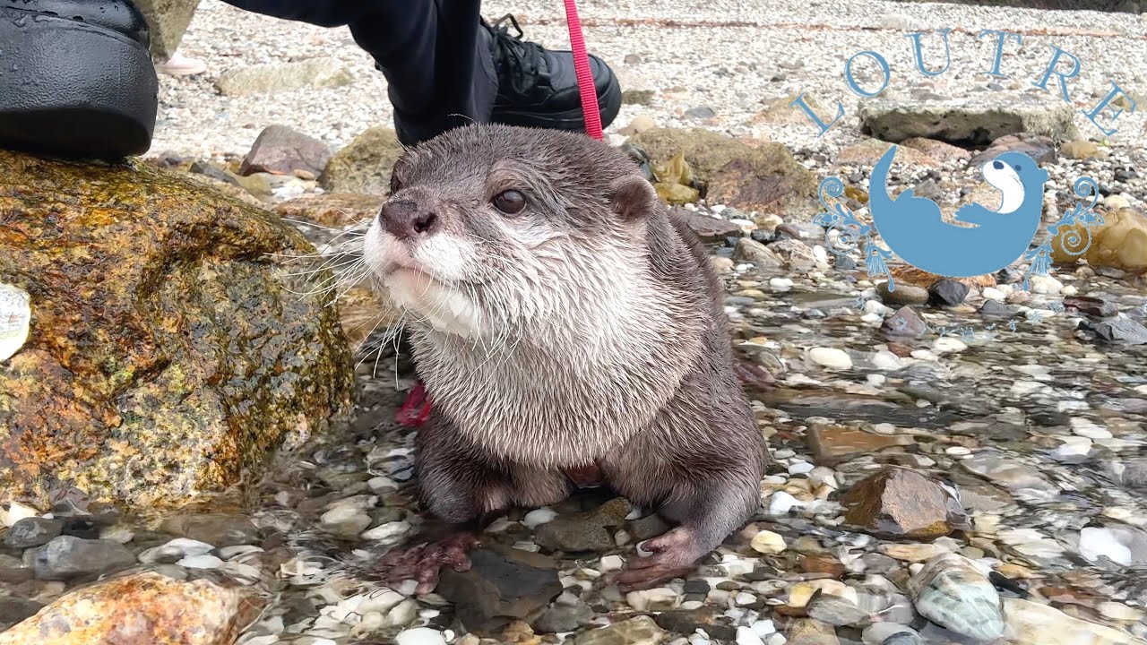 Otter Experiencing Seawater For The First Time