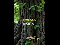 How Trees Communicate Beneath the Soil. #Shorts