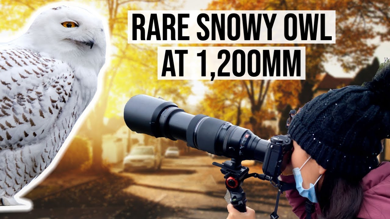 Bird Photography with Fujifilm 100-400mm Telephoto Lens + 2x