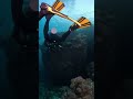 Trapped Between Sharks  POV Ocean Dive 2