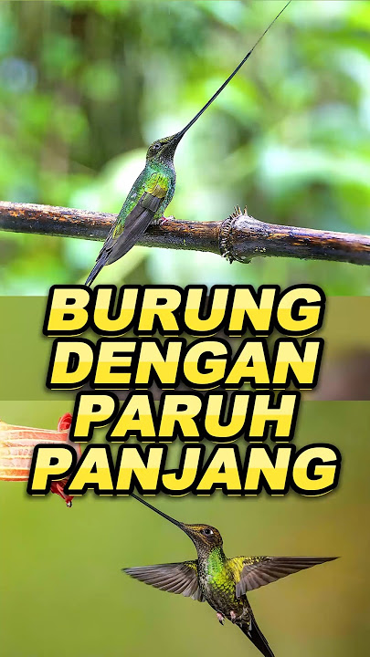 Birds with Beaks Longer Than Their Bodies.