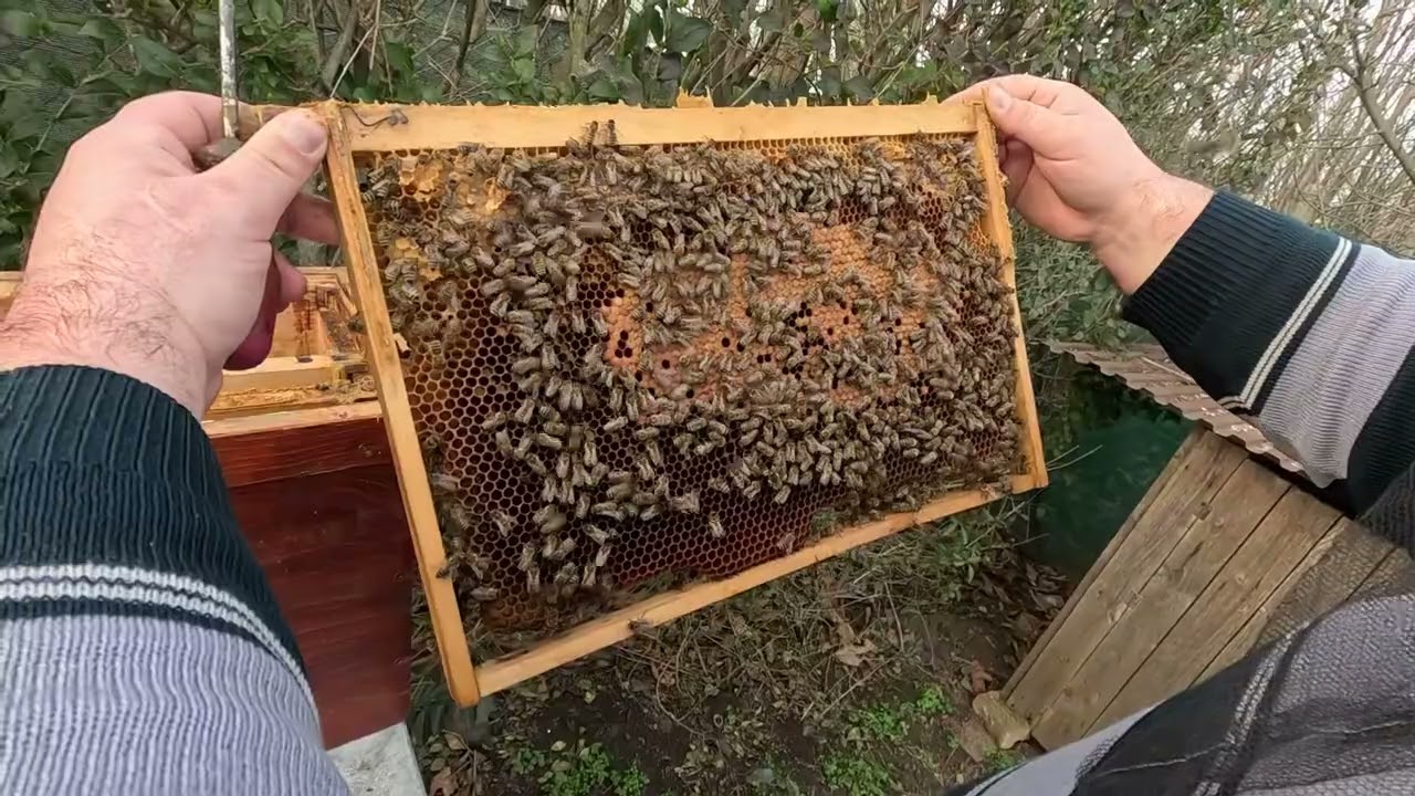 257. Ako vyzerá včelstvo kde som prehadzoval zásobné plásty
