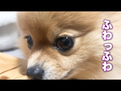 換毛期が終わったらこうなるポメラニアン！