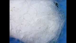 Cotton Under a Microscope