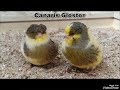 #canary #birds #طيور #canary_gloster #birdsounds #البادجي #البادجي