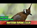 Masteran Burung Cililin