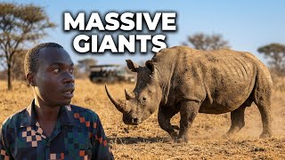 My First Time Seeing White Rhinos in Africa,Zambia🦏Unreal Game Drive