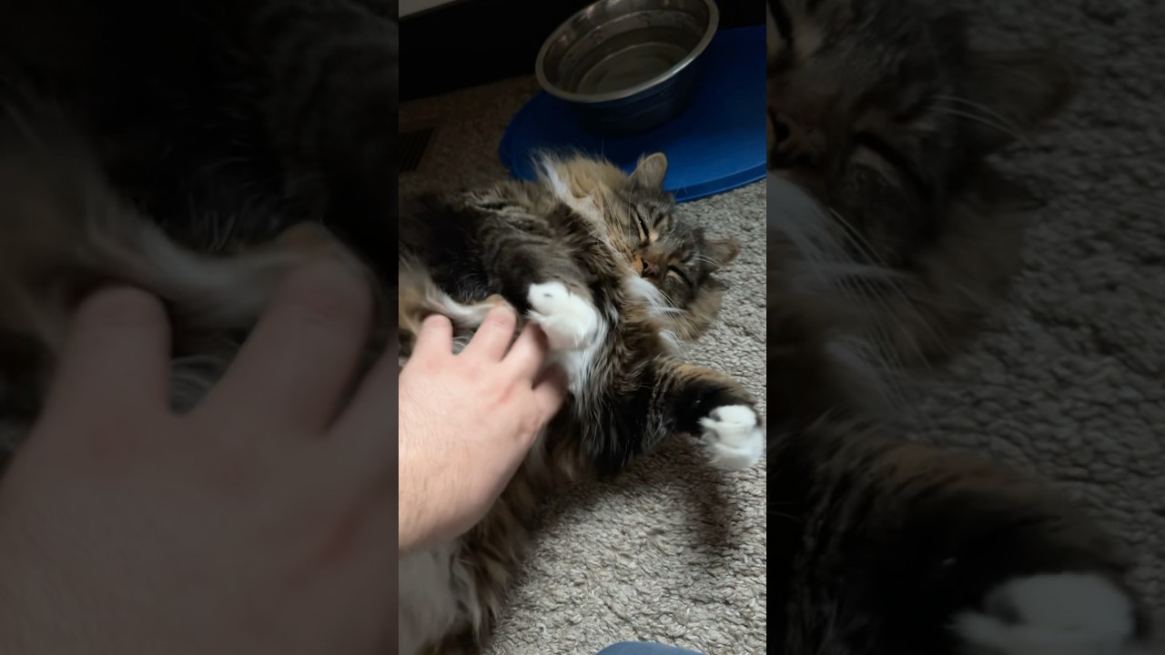 Милый кот удобно устроился на спине.