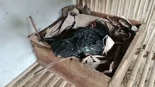 Mamantau Perkembangan Ternak Ayam Kampung Sama Bebek Di Sore Hari