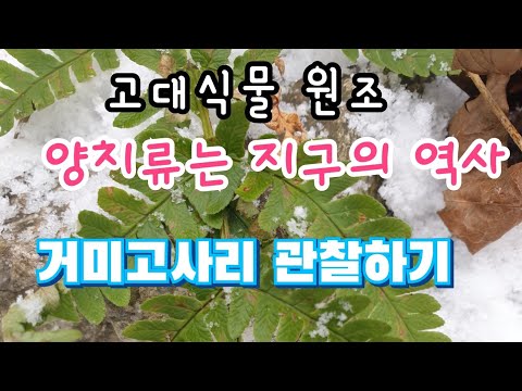 [고산식물 TV]양치류는 지구의 역사