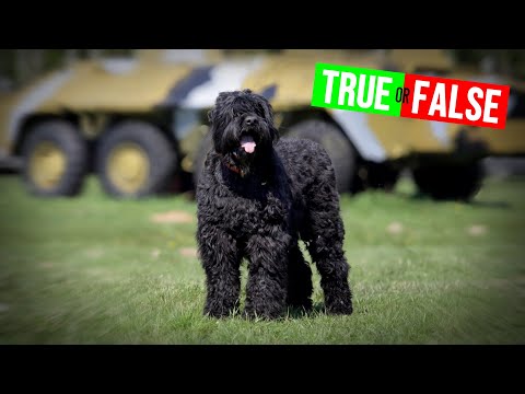 Video: Svart russisk terrier