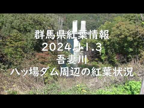 群馬県紅葉情報　2024.11.3　吾妻川　八ッ場吾妻湖周辺の紅葉の様子