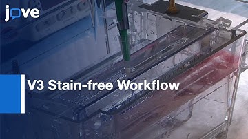 Western Blotting: Total Protein Loading Control:V3 Stain-free Workflow