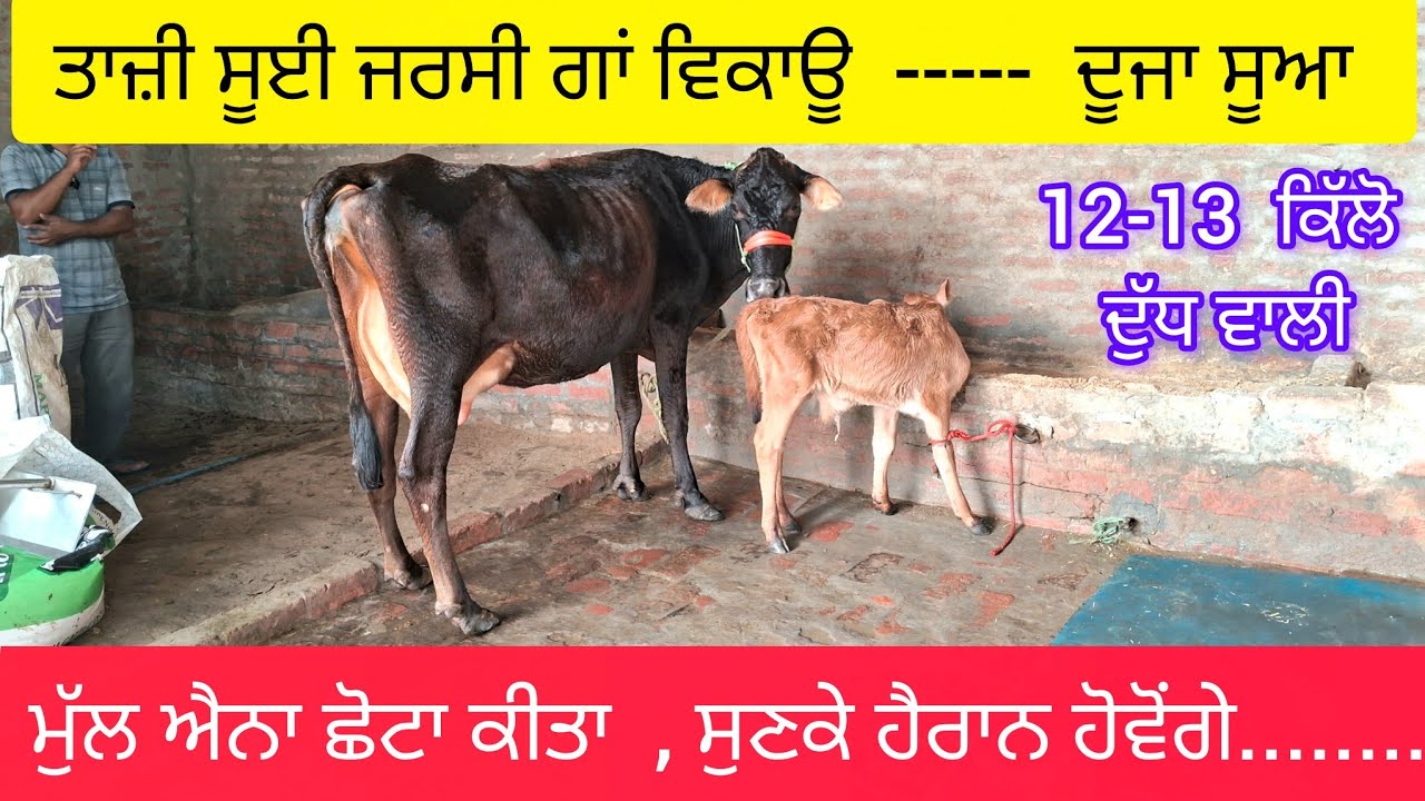 ਛੋਟੇ ਮੁੱਲ ਦੀ ਤਾਜ਼ੀ ਸੂਈ ਜਰਸੀ ਗਾਂ ਵਿਕਾਊ  98786-44255  very low price jersey cow sale 13 kg milking. 