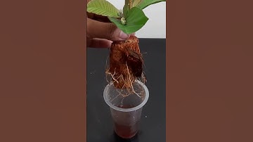 Amazing Growth by coconut shell​:How To Grow Guava Tree Cutting Very Unique Techniques#Shorts