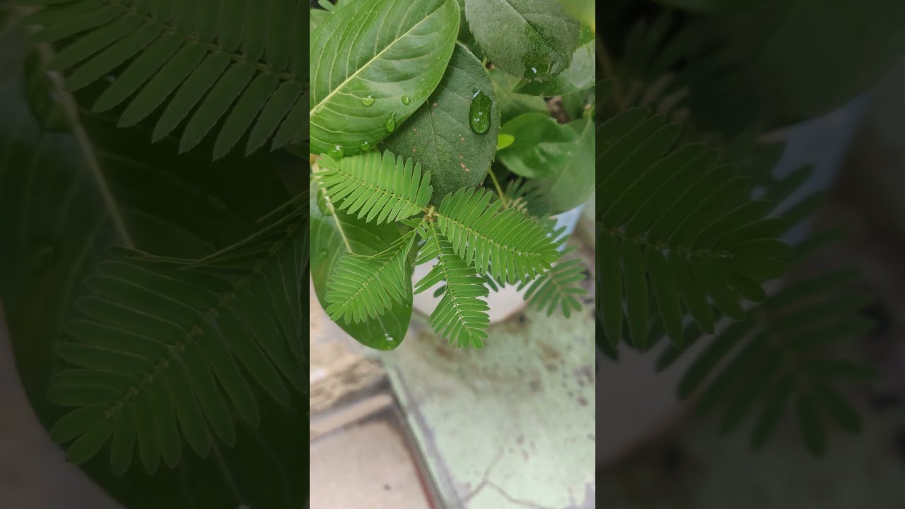 Mimosa Pudica in Action | Touch Me Not Plant Closes Leaves Instantly!"