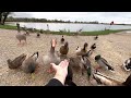 How wild geese and ducks behave to human