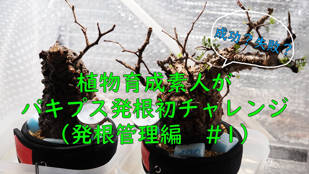 141 オペルクリカリア パキプス pachypus 塊根植物 コーデックス