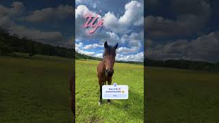Trolle. ( AI ) #horse #equestrian #pony