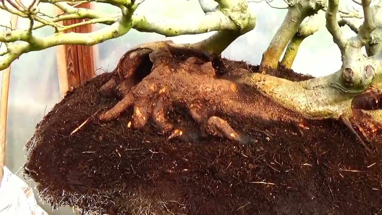 Bonsai Beech Raft-Repotting Bonsai Planted on a Slab