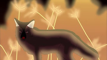 WildCard MAP Part 17