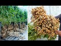 Growing black peanuts super delicious and nutritious specialty peanuts at home