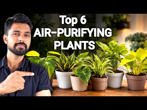 Best Indoor Plants for Clean Air 🌿 6 Air Purifying Plants Guide