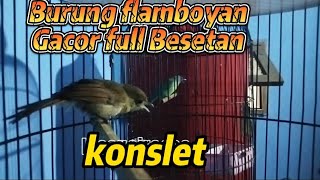 BURUNG FLAMBOYAN GACOR DOR ‼️Masteran Flamboyan full BESETAN 😱