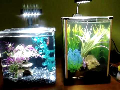 fluval spec aqueon evolve