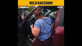 Famous Springfield Township Raccoon Gets Busted