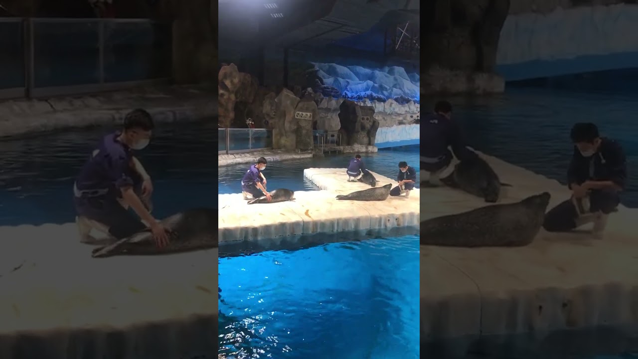 Funny Penguin training 