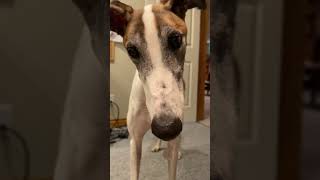 Greyhound reacts to harmonica