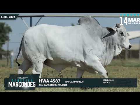 LOTE 2024   HWA 4587