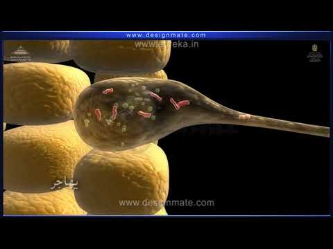 كيف يزيد التثبيت النتروجيني بواسطة النباتات البقولية من خصوبة التربة